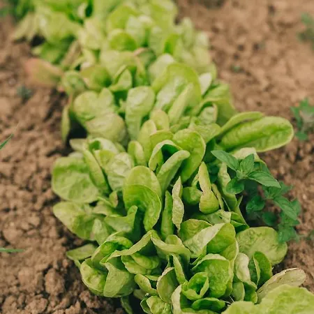 Bed and Breakfast Matild Country